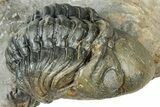 Colorful Crotalocephalina Trilobite with Enrolled Reedops #327547-3